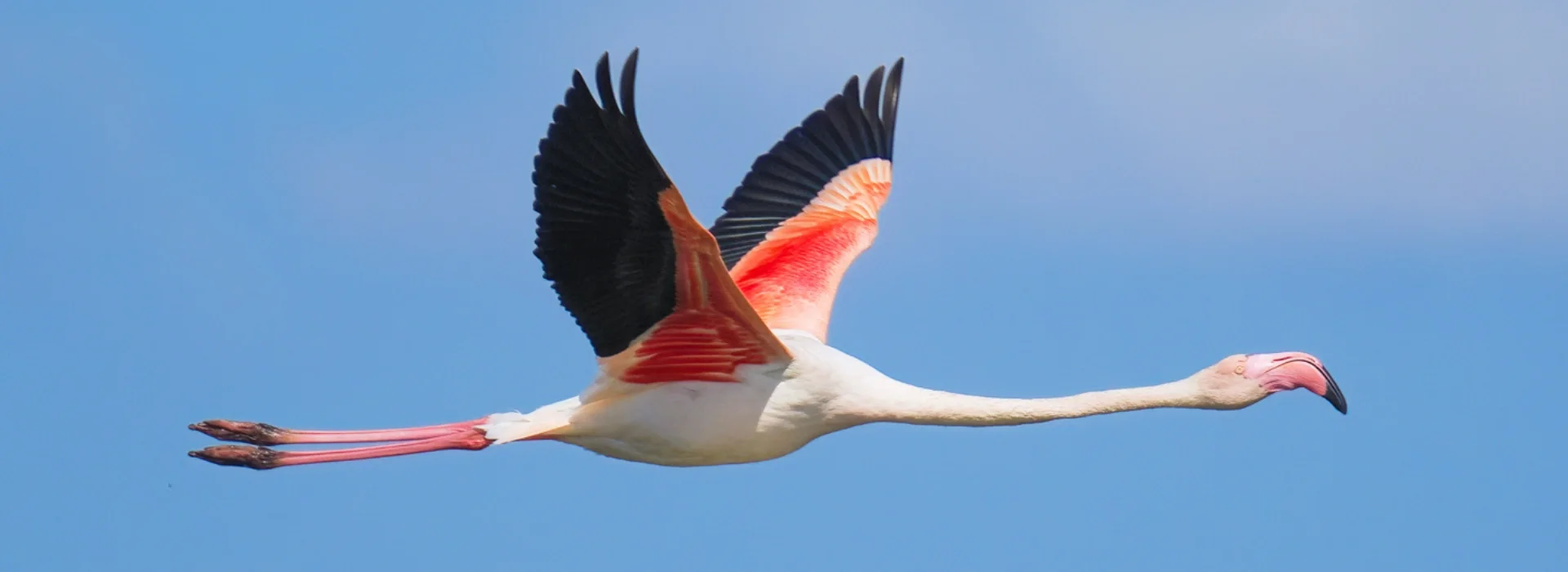 Photo of a bird in flight, captured with the ideal birding camera – OM-1 Mark II