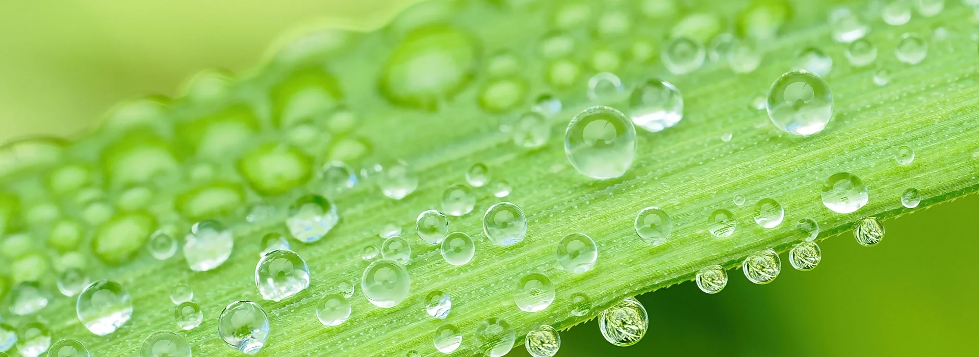 Photo of a leaf with water drops taken with the OM-1 Mark II