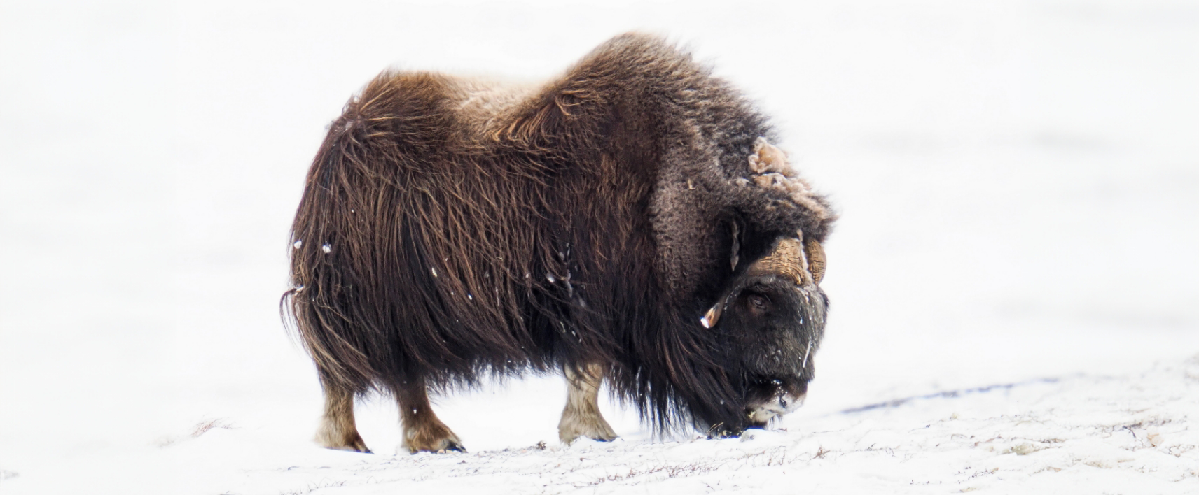 Photo of a bison taken with the OM-1 Mark II