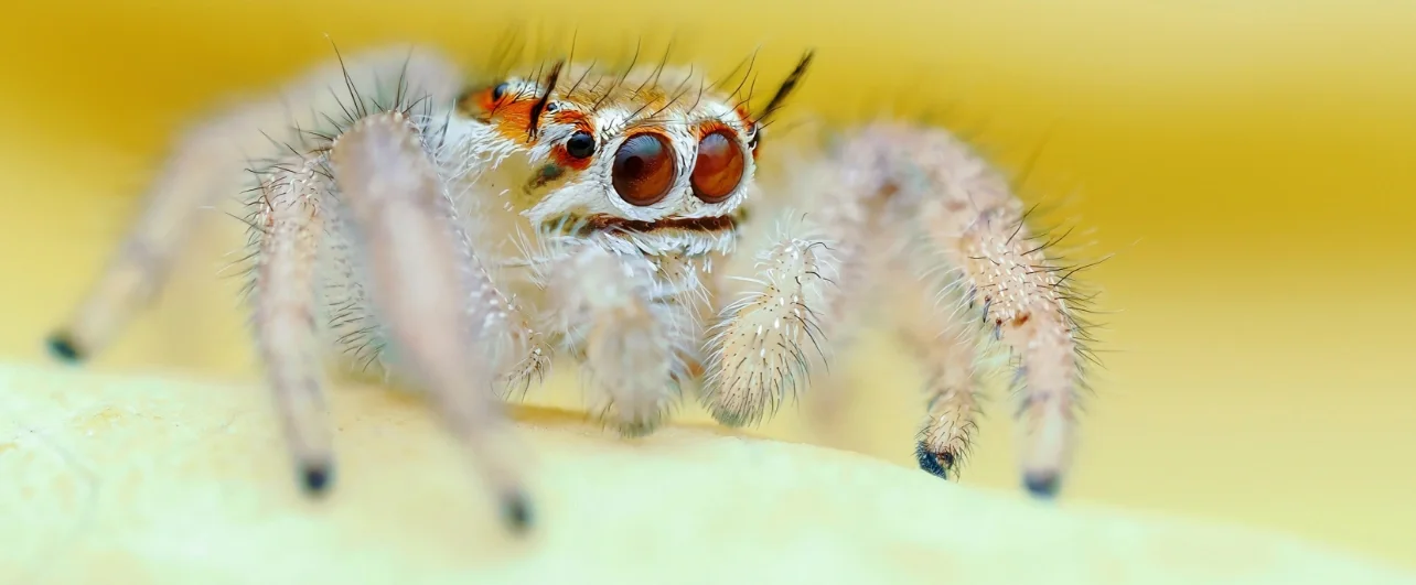 Macrophoto of a spider taken with the OM-1 Mark II