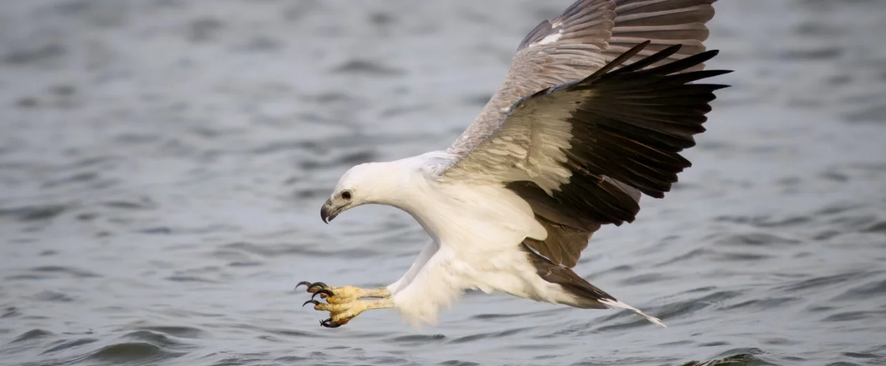 Photo of a bird in flight, captured with the ideal birding camera – OM-1 Mark II