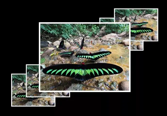 Focus Stacking & Bracketing